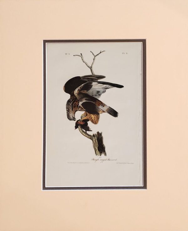 Product Image for  James Audubon Hand Colored Print From Birds of America