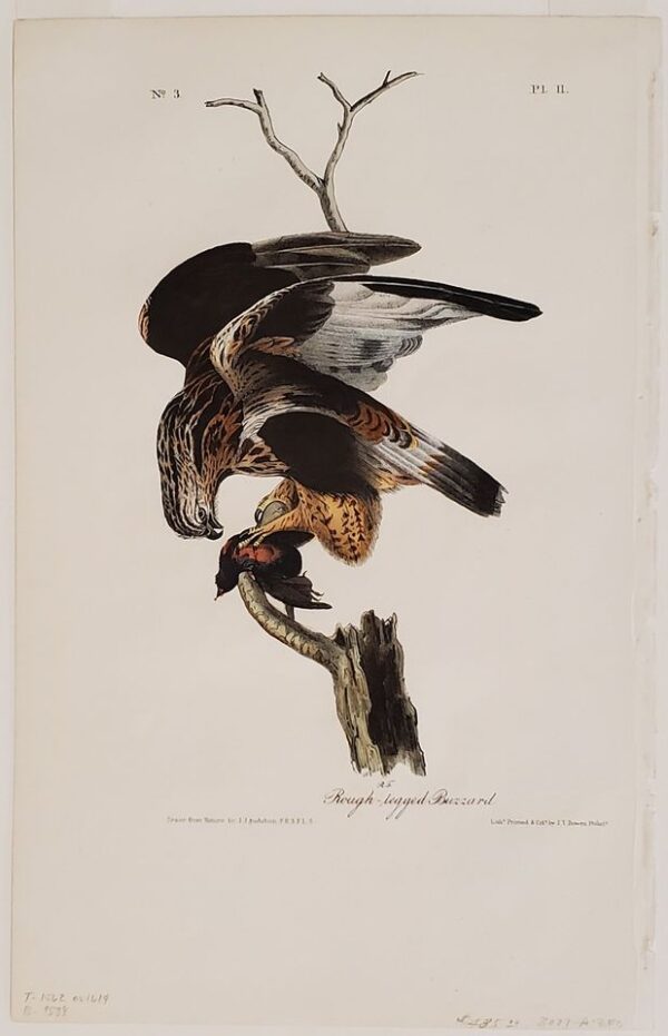 Product Image for  James Audubon Hand Colored Print From Birds of America