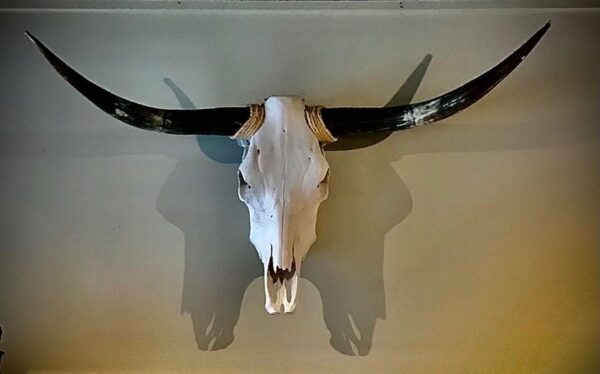 Product Image for  Texas Steer Skull With Polished Horns